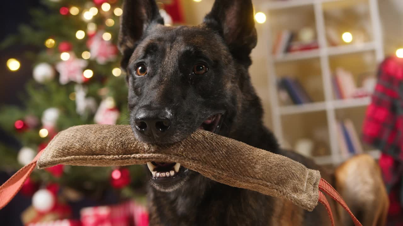 马里诺伊斯·巴德嘴里叼着玩具。比利时牧羊犬在客厅摆姿势。小狗的特写镜头，驯养的家养动物。给宠物和新年的圣诞礼物视频素材