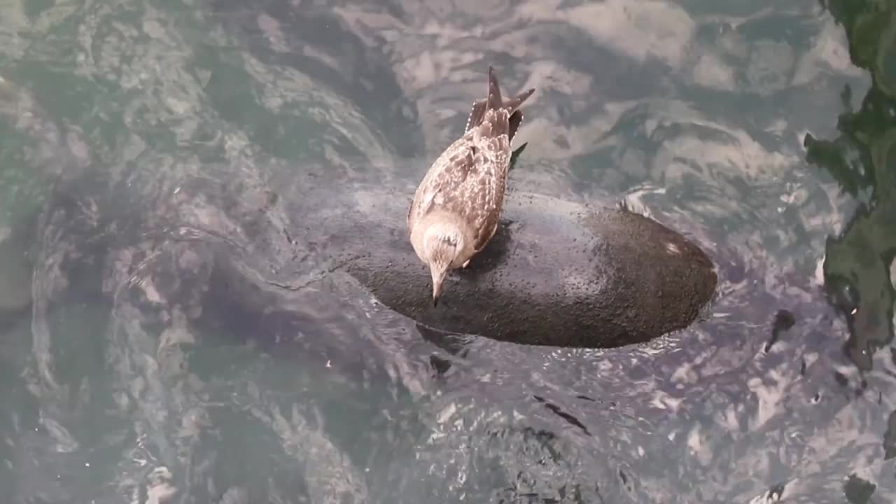 海鸥在一只灰色的海豹身上休息视频素材