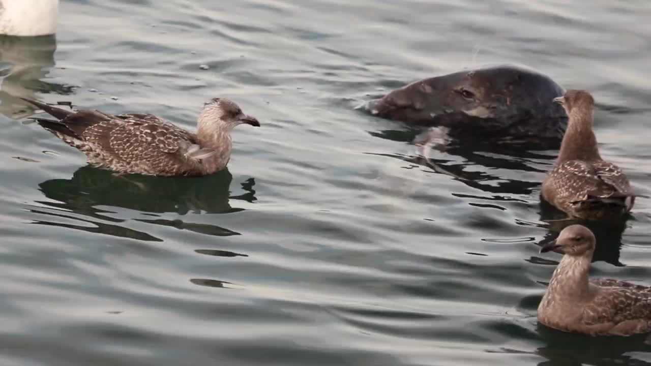 共生关系，海鸥和海豹视频素材