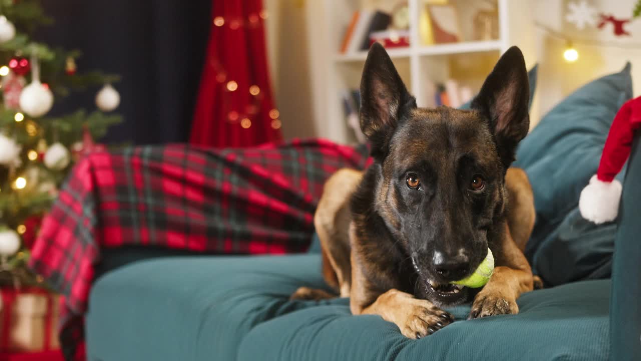 马利诺斯躺在客厅的沙发上。比利时牧羊犬肖像。经过训练的小狗在嘴里拿球的特写。家养动物在家里玩耍。圣诞节和新年视频素材