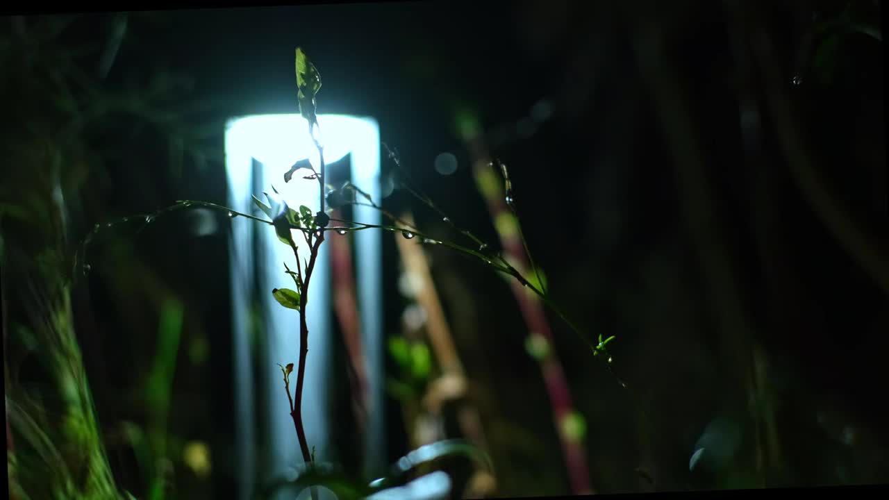 花园绿色植物生长太阳能可达LED灯在夜间发光视频素材