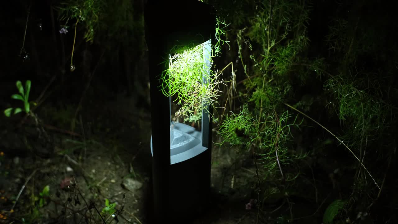 花园绿色植物生长太阳能可达LED灯在夜间发光视频素材