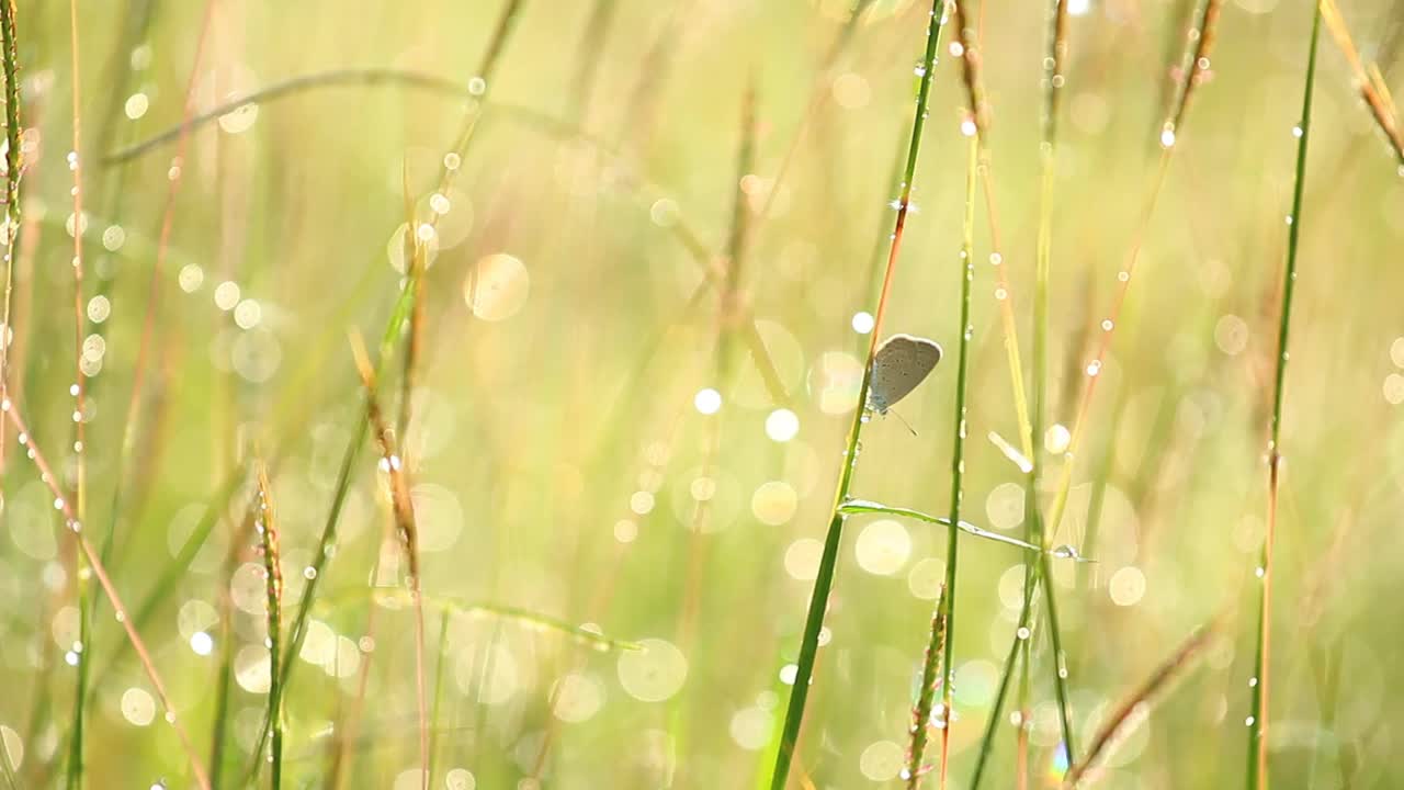 在田地里的草的观点，泰国清迈省的农村视频素材