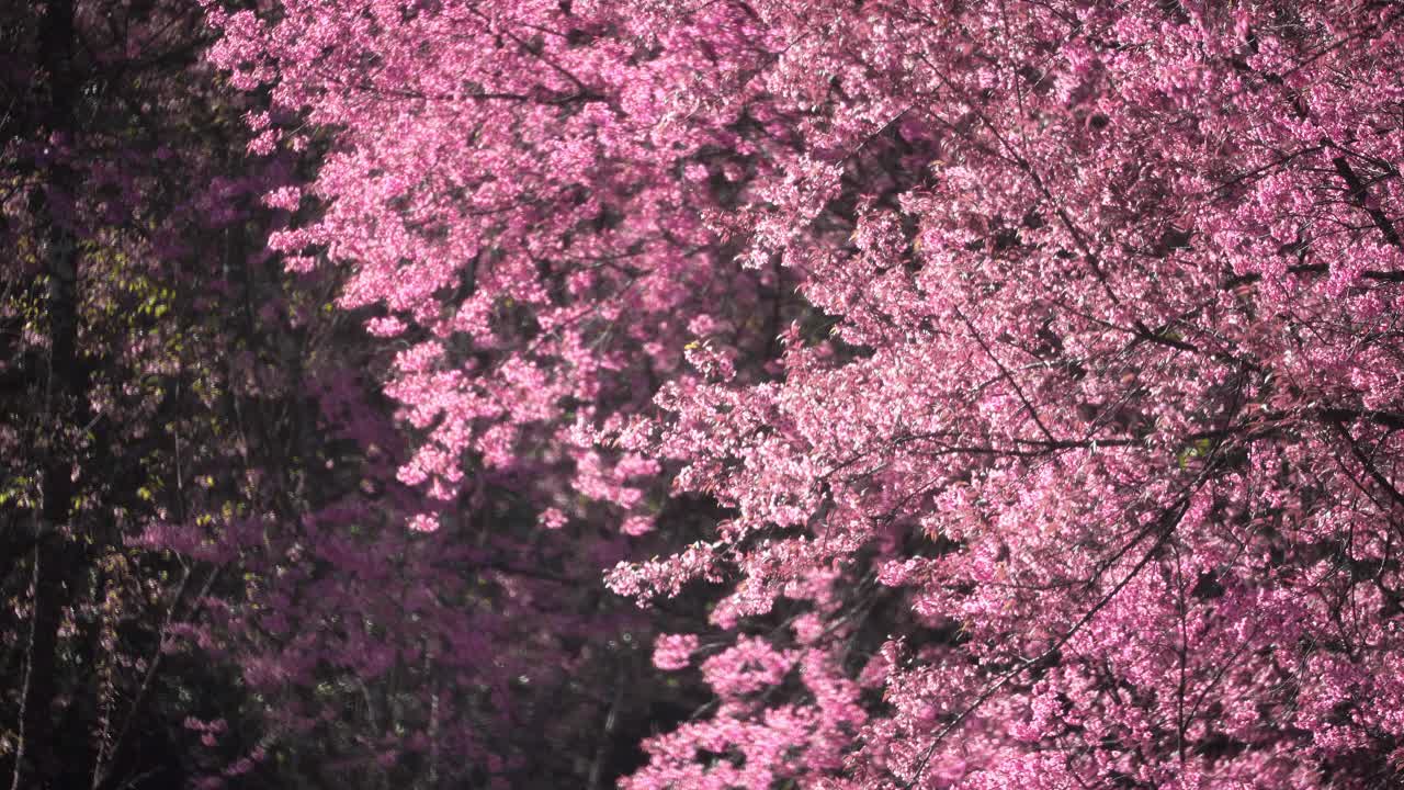 清迈春天的粉红樱花视频素材