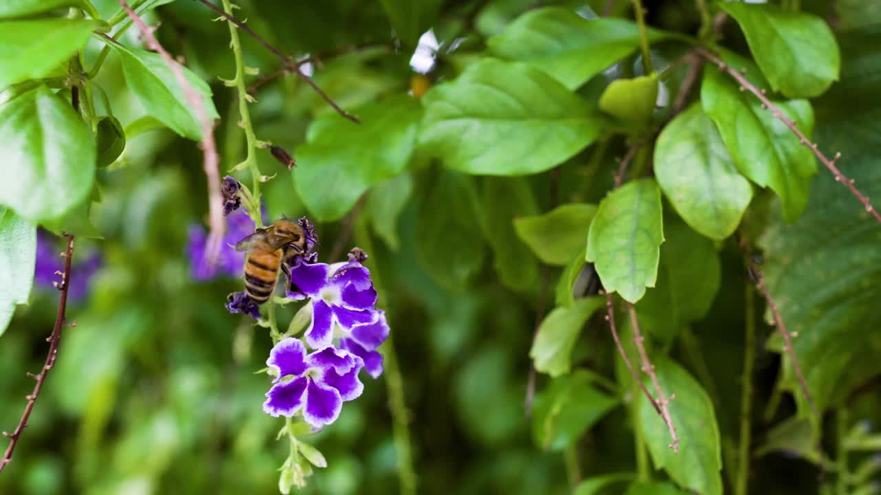 蜜蜂采蜜。镜头微微晃动。偶尔失去焦点。视频素材