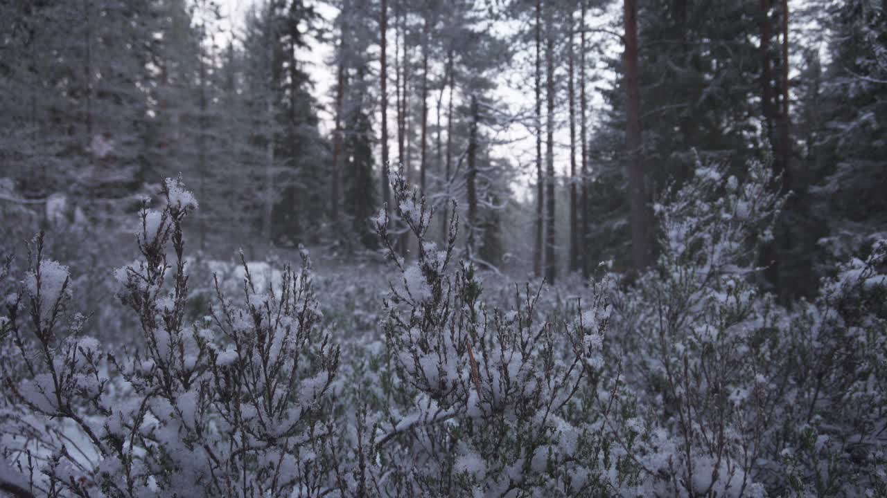 手抖掉森林里一株植物上的第一场雪视频下载