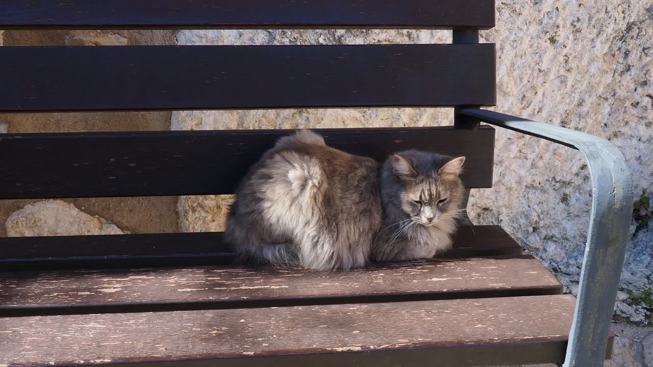 流浪猫静静地躺在小镇街道的木凳上。视频素材