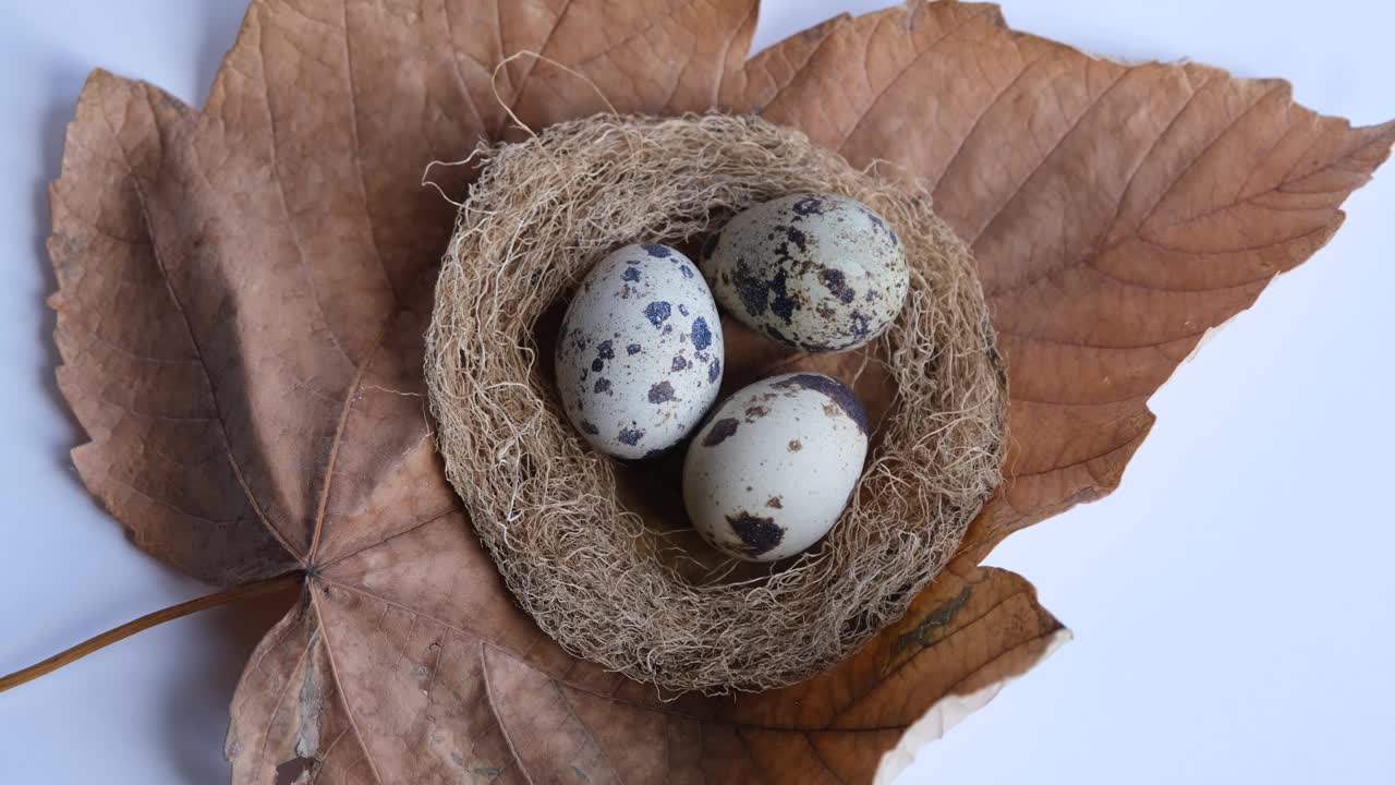 蛋在巢里。在白色背景下的鸟巢里有野生鸟蛋视频素材