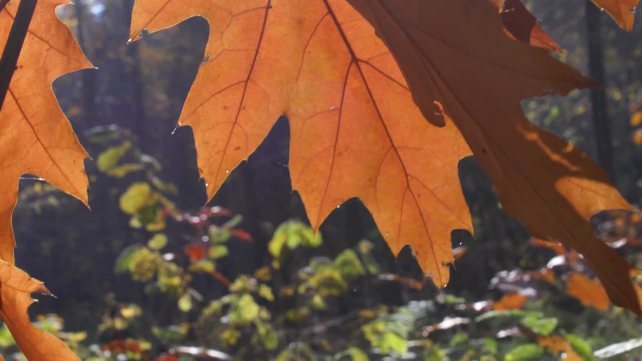 明亮阳光下多彩的秋叶靠近散景浅景深视频素材