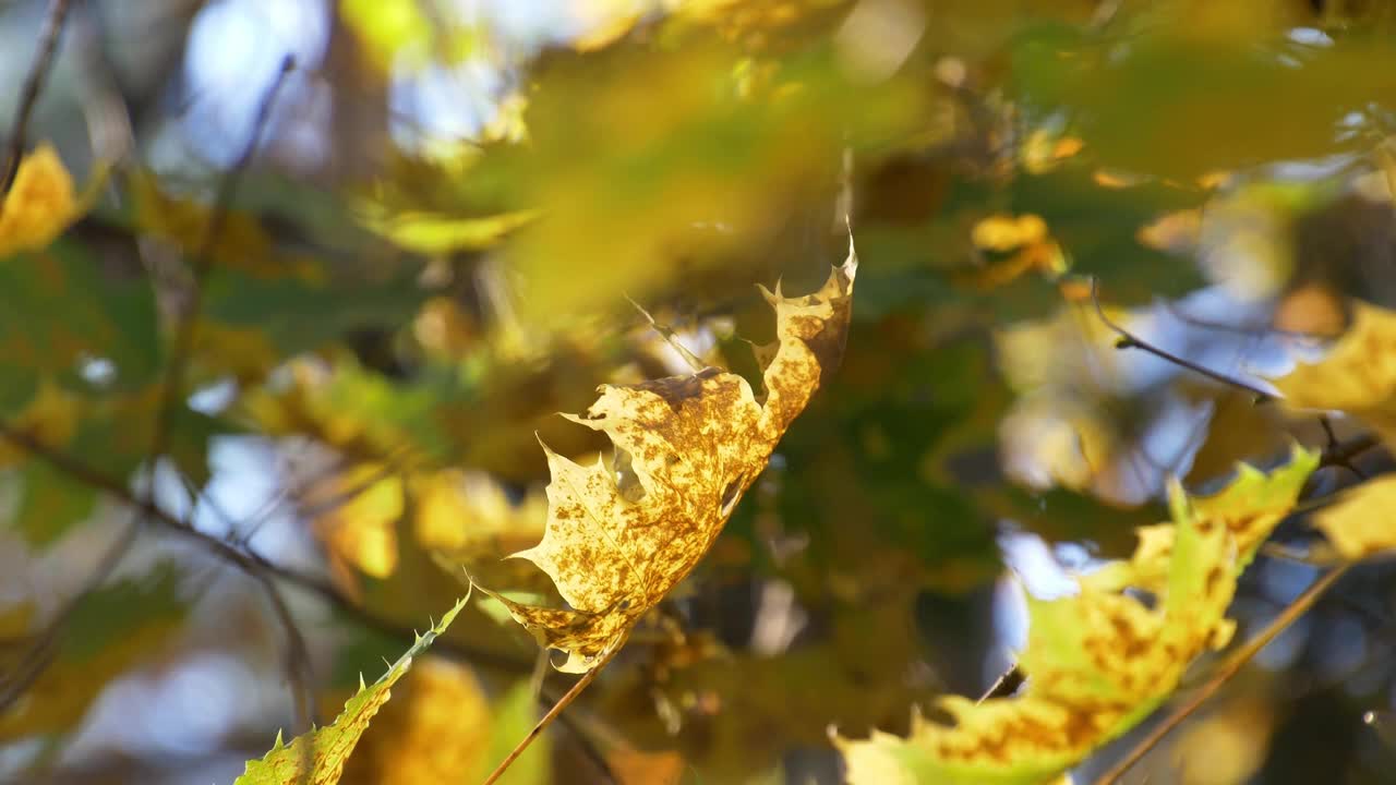 明亮阳光下多彩的秋叶靠近散景浅景深视频素材