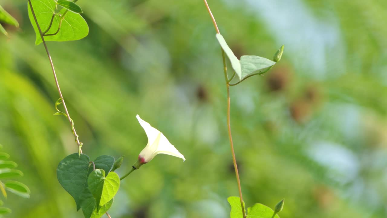 白色的花朵视频素材