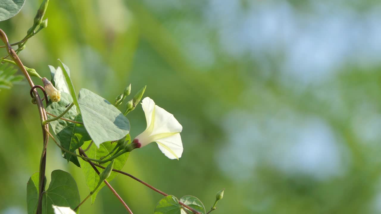 白色的花朵视频素材