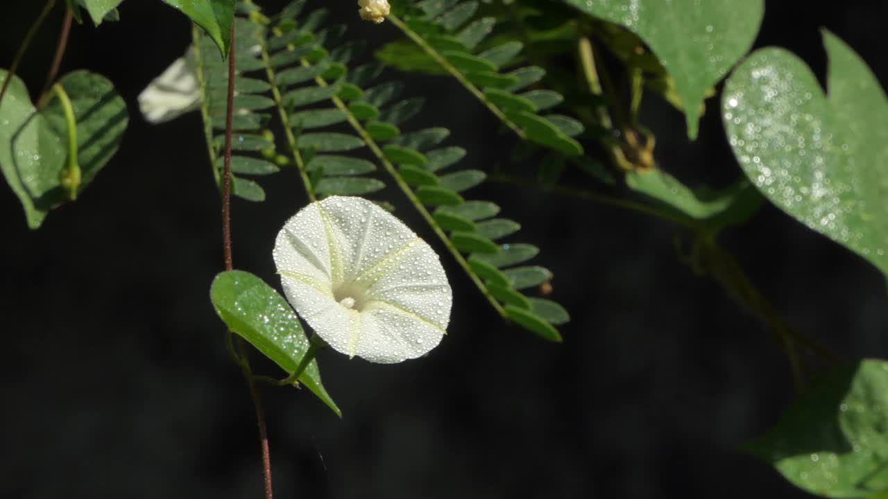 白色的花朵视频素材