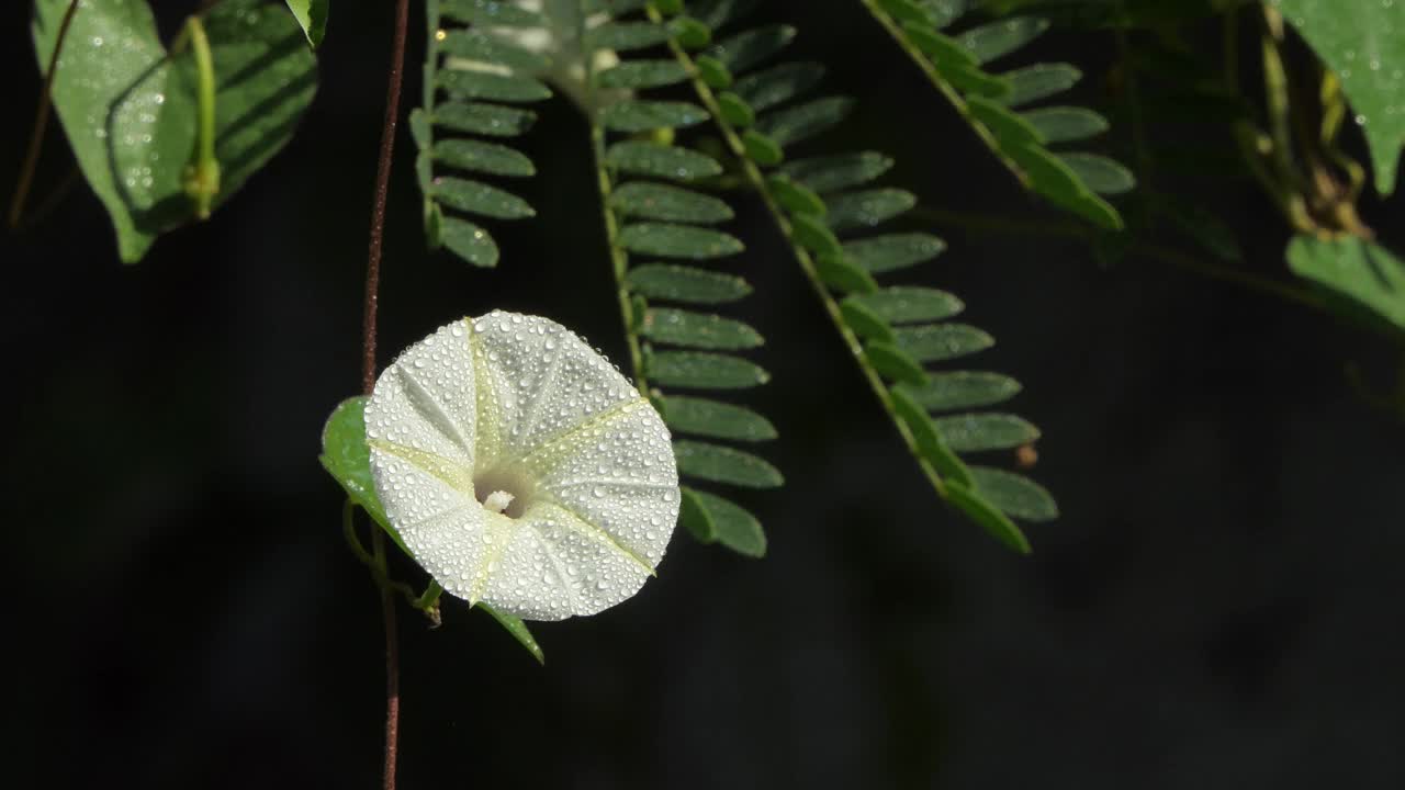 白色的花朵视频素材