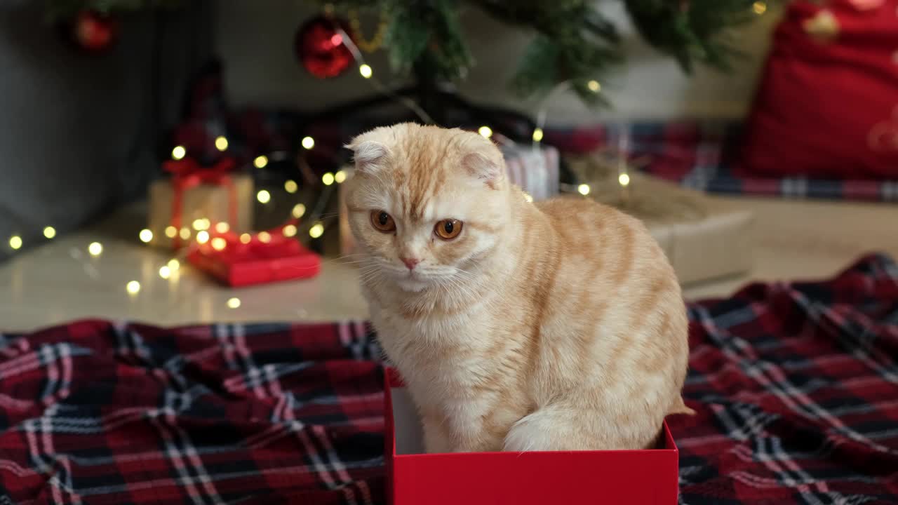 猫坐在礼品盒的背景上装饰着彩灯和礼物的圣诞树。好奇的可爱的猫。新年快乐视频素材