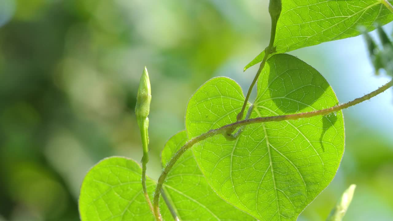 白色的花朵视频素材