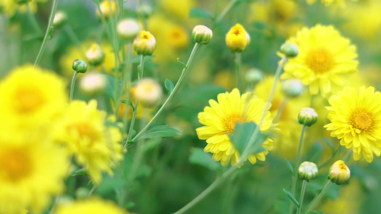 菊花。视频素材