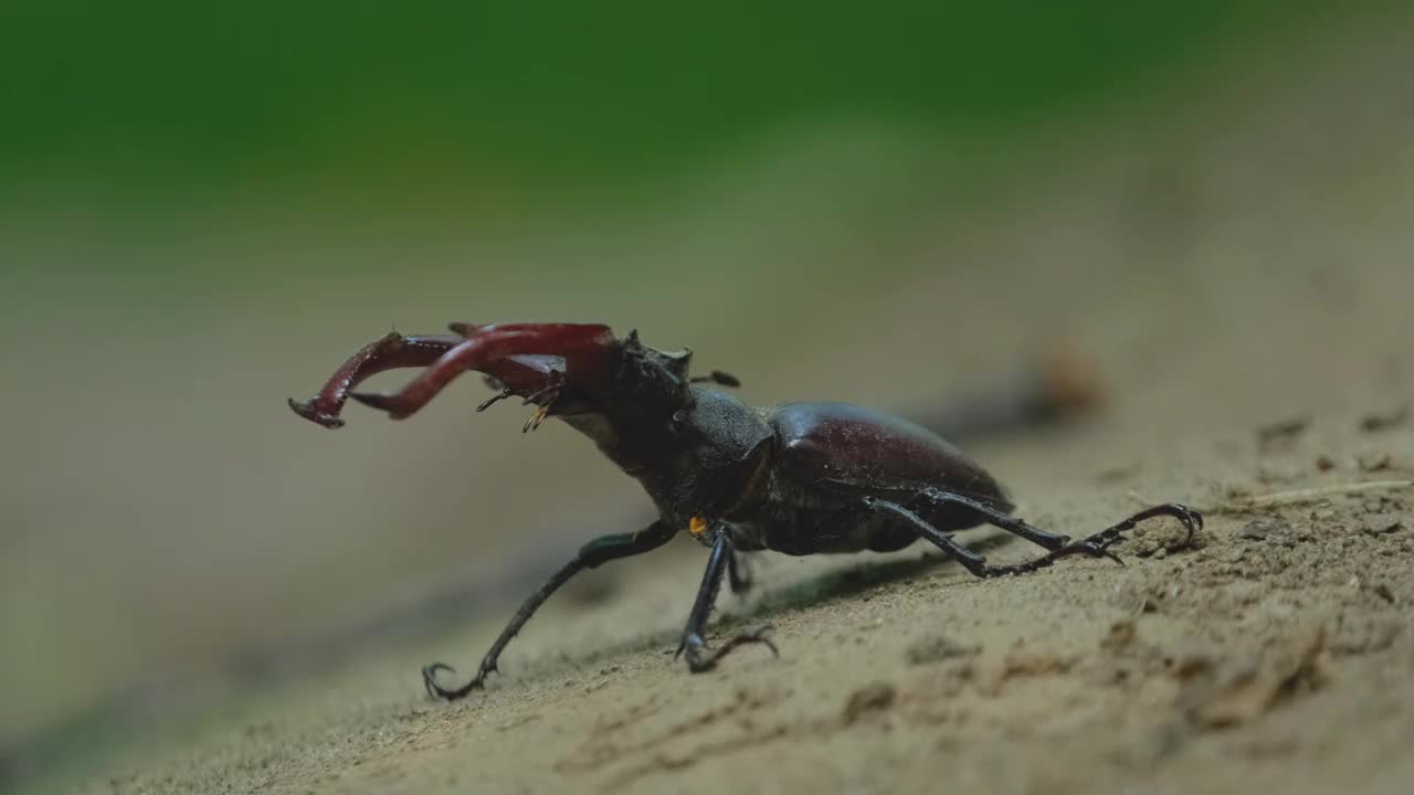 牡鹿甲虫靠近视频素材