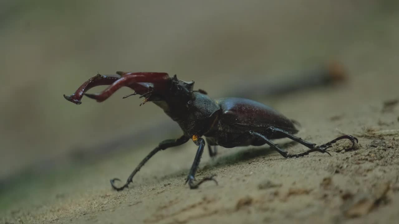 牡鹿甲虫靠近视频素材