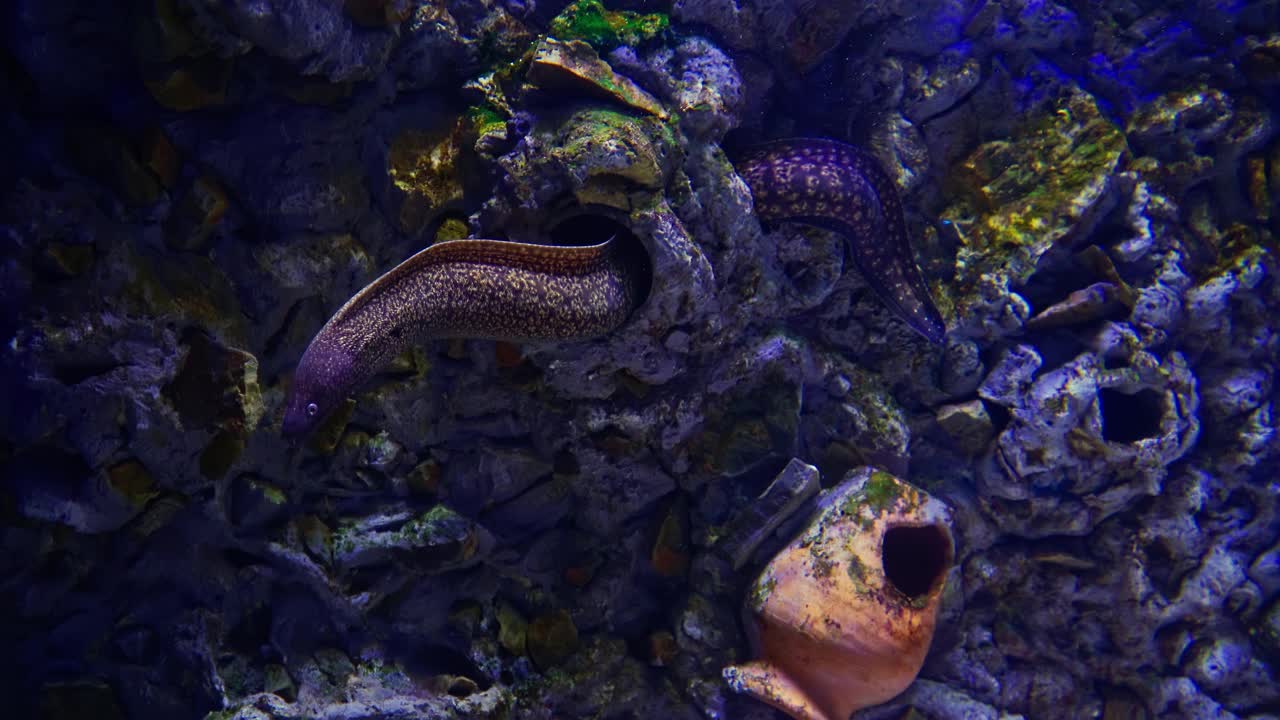 在一个美丽的水族馆里的虎鳝。视频下载