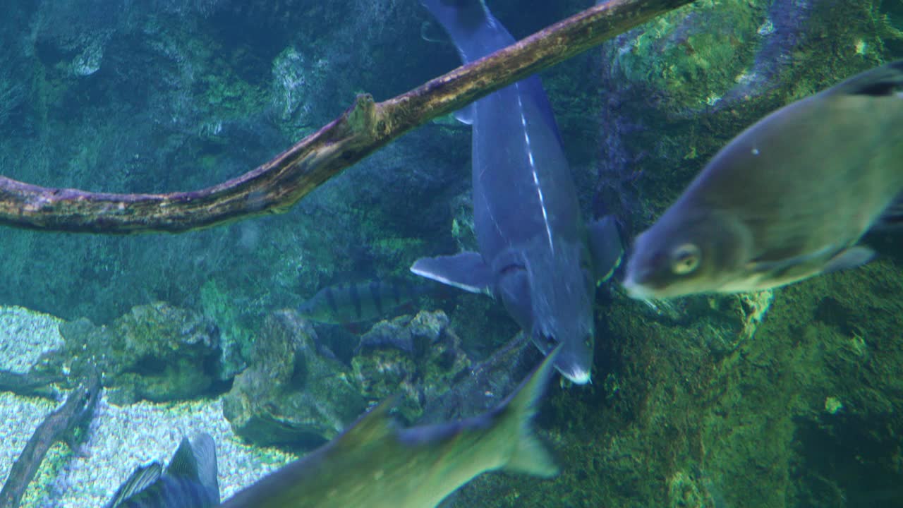 大型水族馆中的鲟鱼视频素材