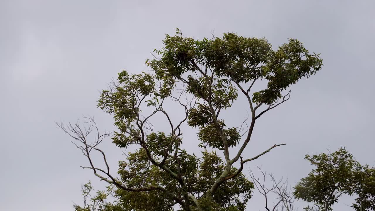 在下雨的日子里，树叶在轻轻地移动视频素材