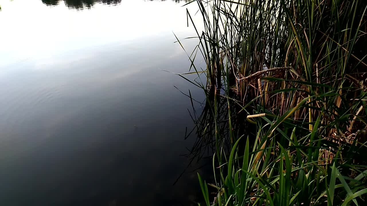 宁静的傍晚，河岸的日落。河岸上的植物和水面上的天空倒影。视频素材