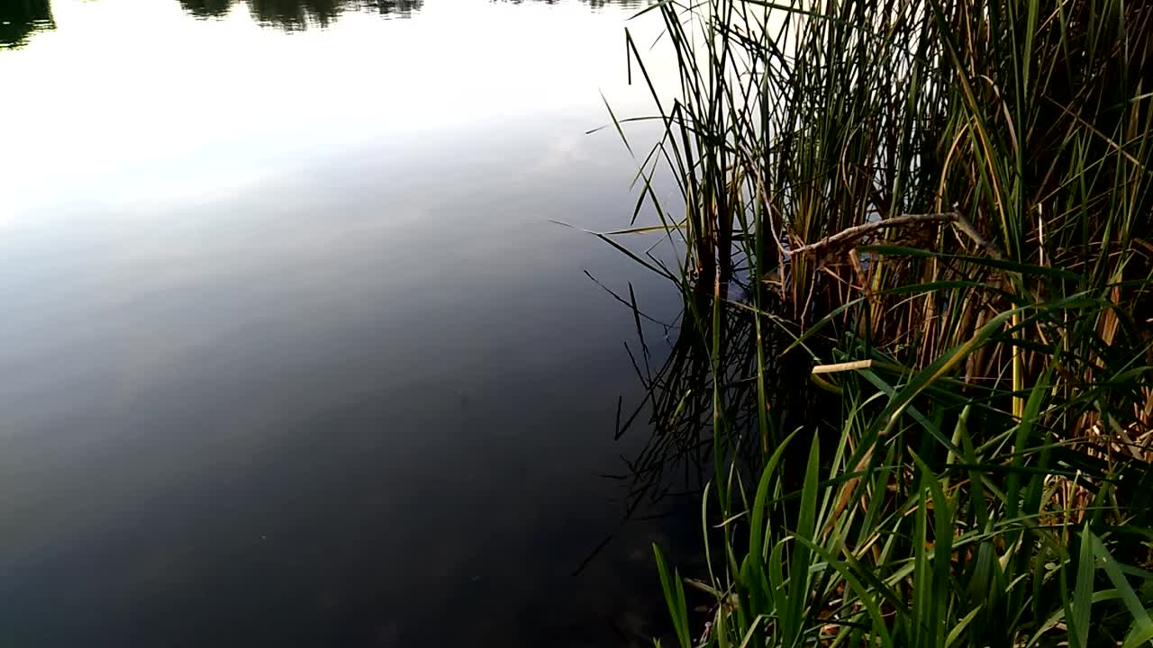 从河岸到水面的视野。长满芦苇的河岸。宁静的傍晚，河岸的日落。河岸上的植物和水面上的天空倒影。视频素材