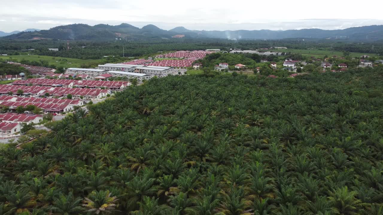 航空郊区油棕榈种植园附近的住宅视频素材