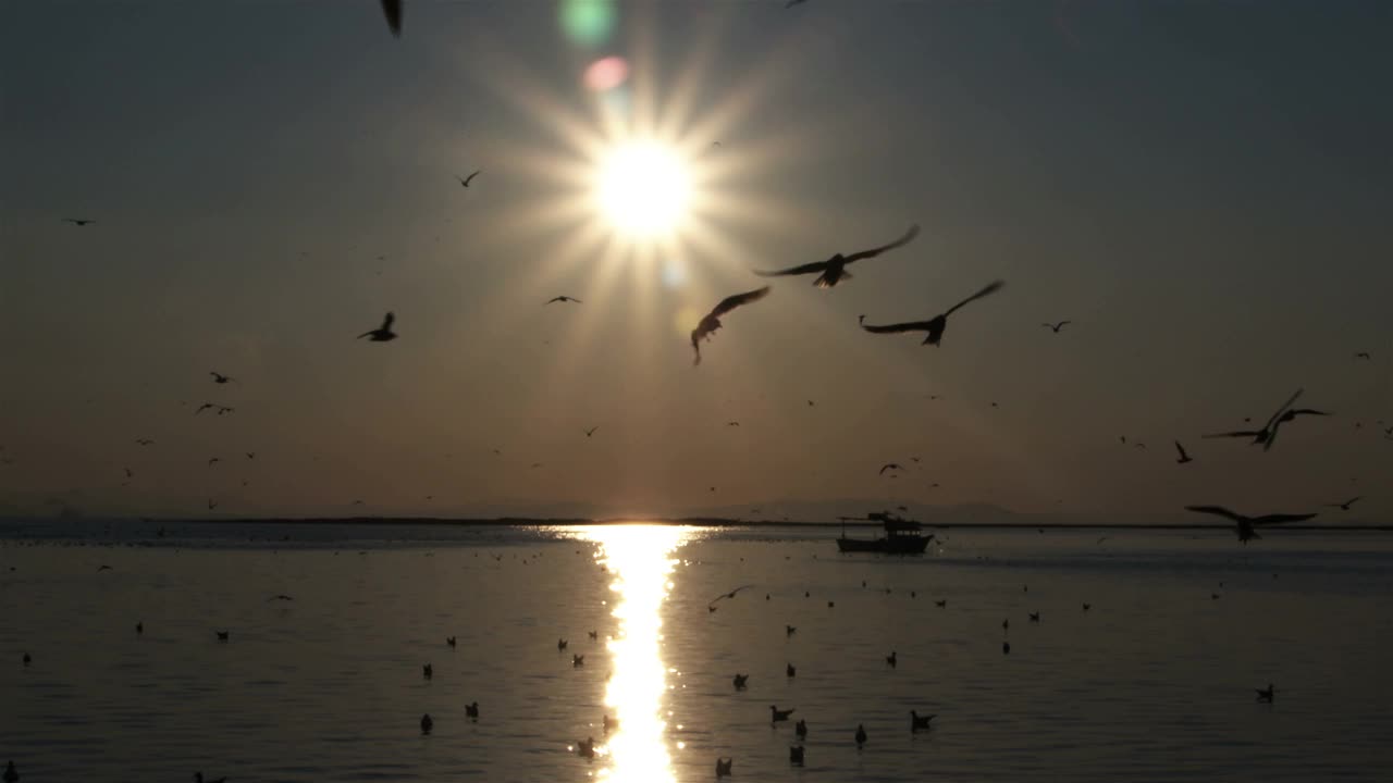 海鸥的剪影飞行在太阳和无云的天空之间的海上视频素材