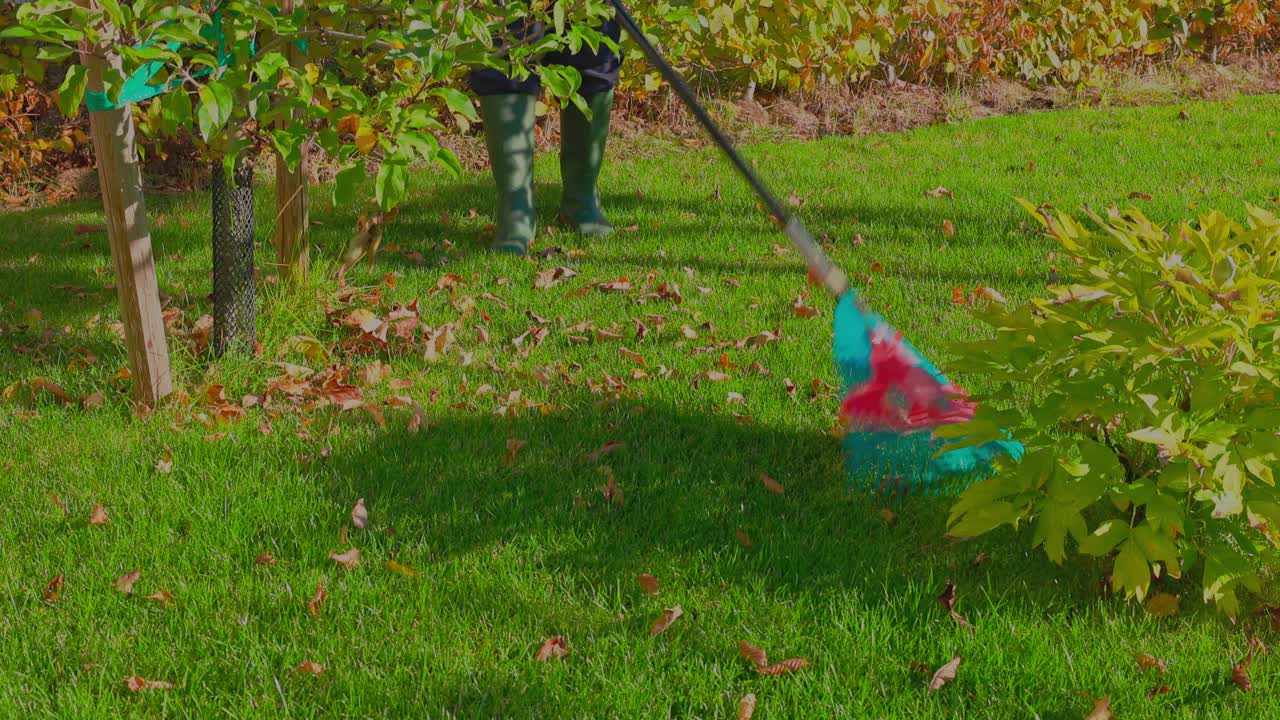 在一个阳光明媚的秋天，一个男人正在清理耙子花园的落叶。秋天的风景。秋季的概念。瑞典。视频素材