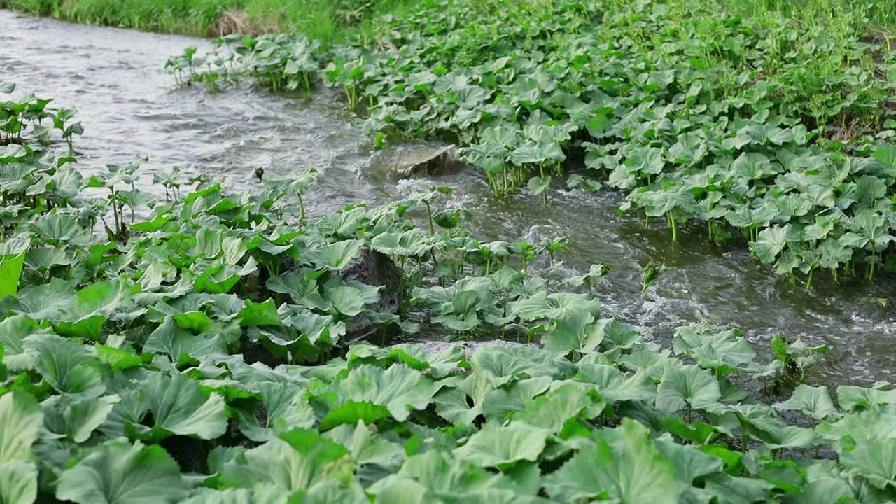 河水在河水中流淌，牛蒡在河水中发芽视频素材