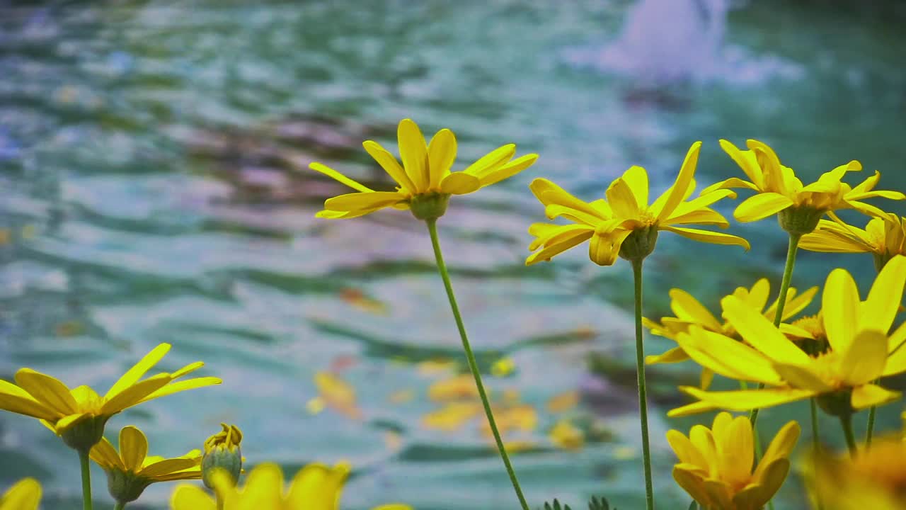 喷泉附近的黄色植物花朵在风中摇曳视频素材