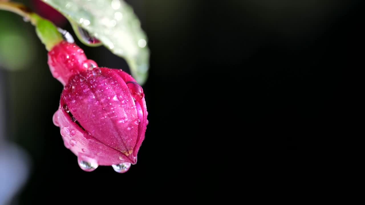 樱红色花视频素材