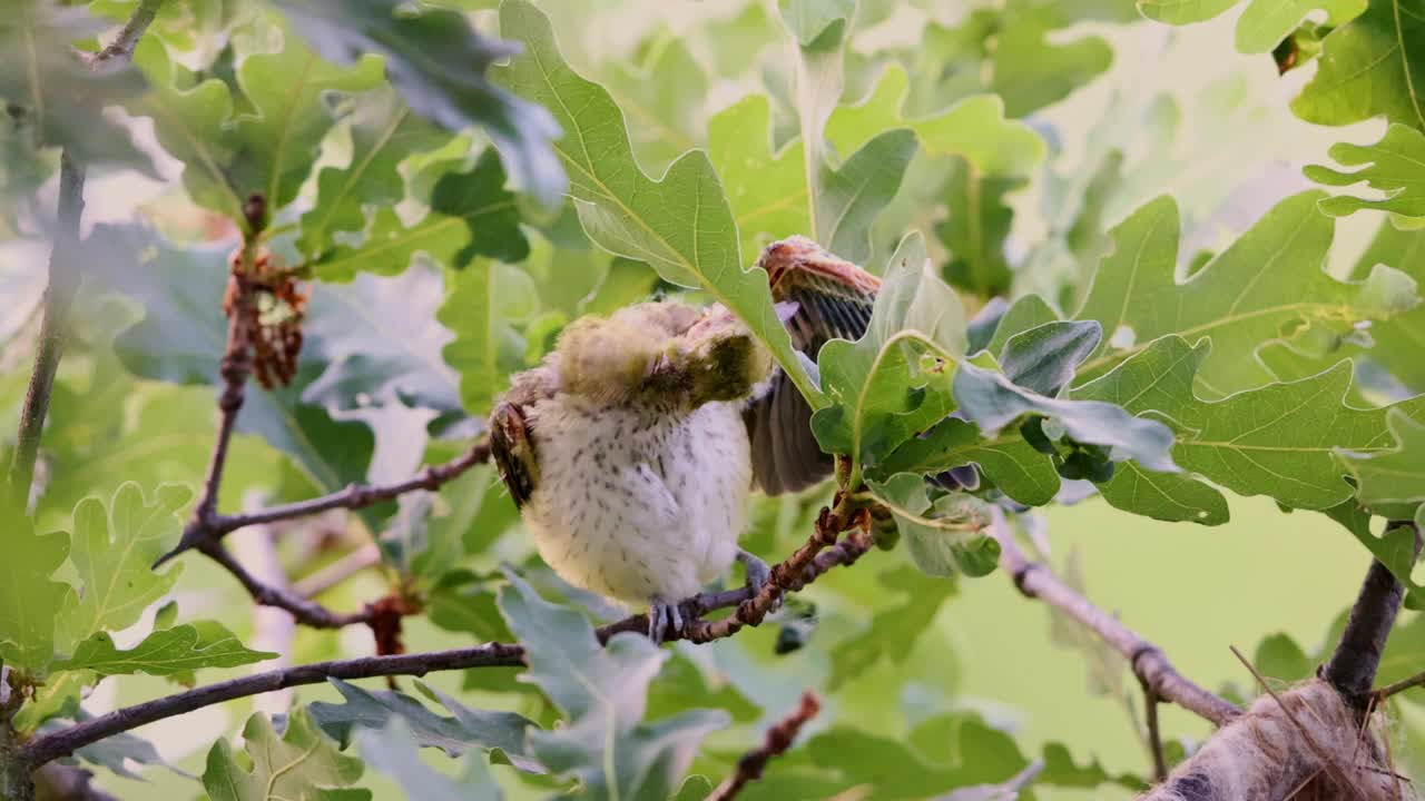 少年黄莺视频素材