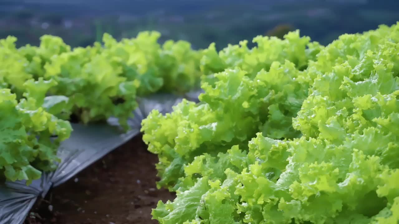 山上的蔬菜种植园在早晨种下了看起来很新鲜的莴苣，上面还挂着露珠视频素材