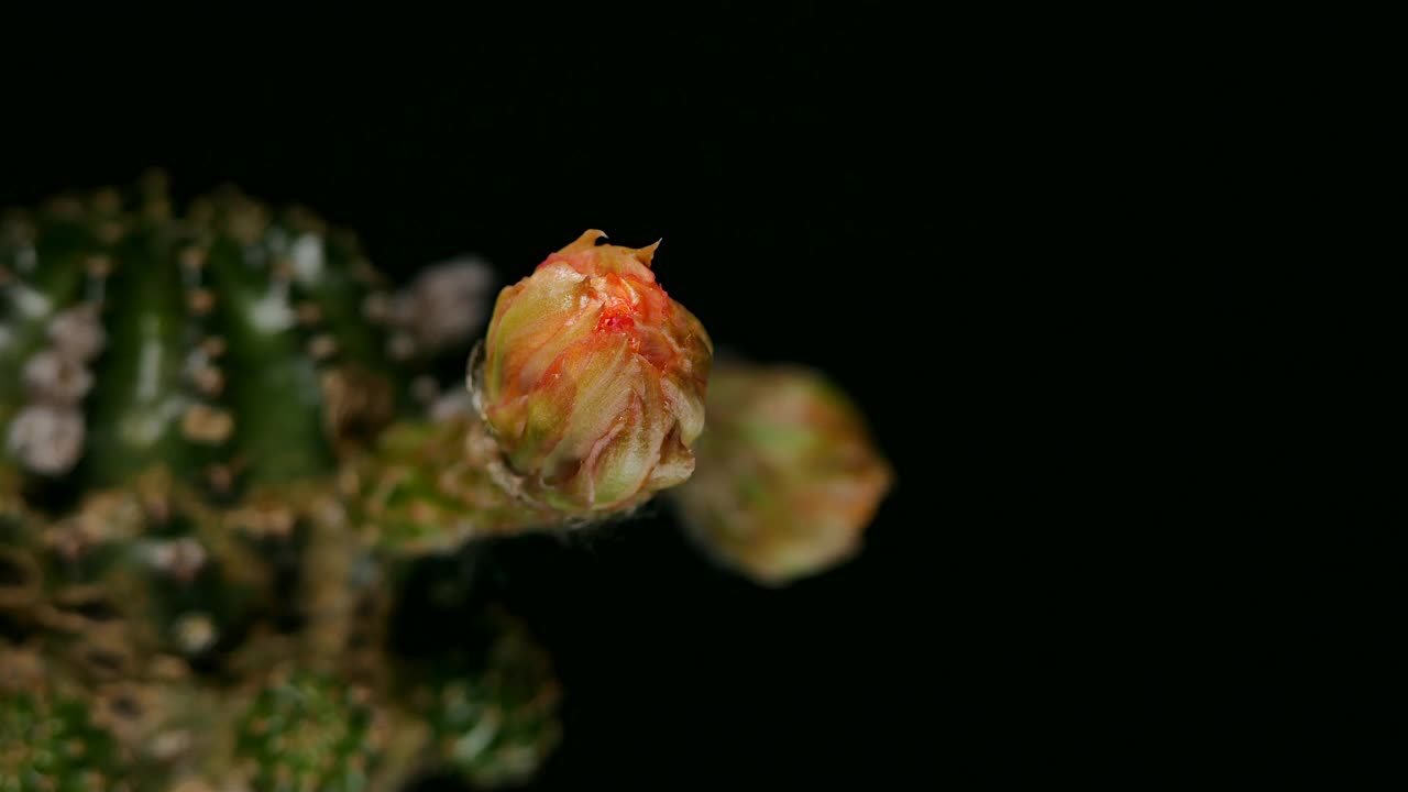 Lobivia仙人掌花开花，小仙人掌在一个花盆的背景上视频素材