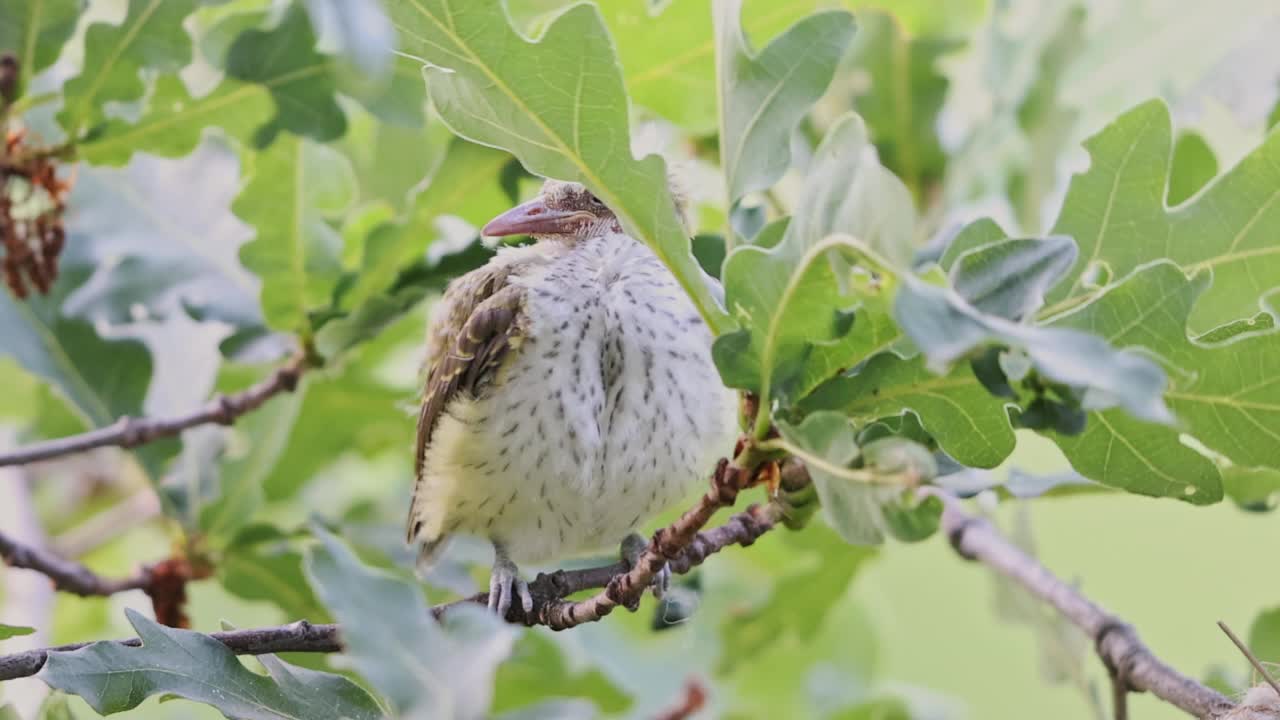 少年黄莺视频素材