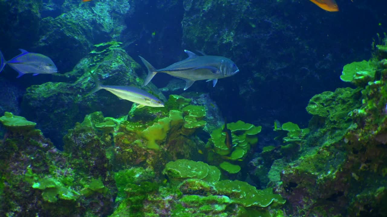 慢镜头鲱鱼鲷，水下海洋生物。视频素材