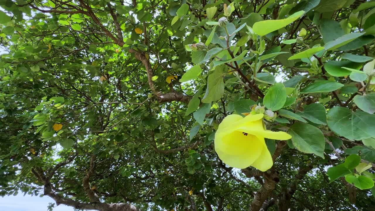 黄色的花。视频素材