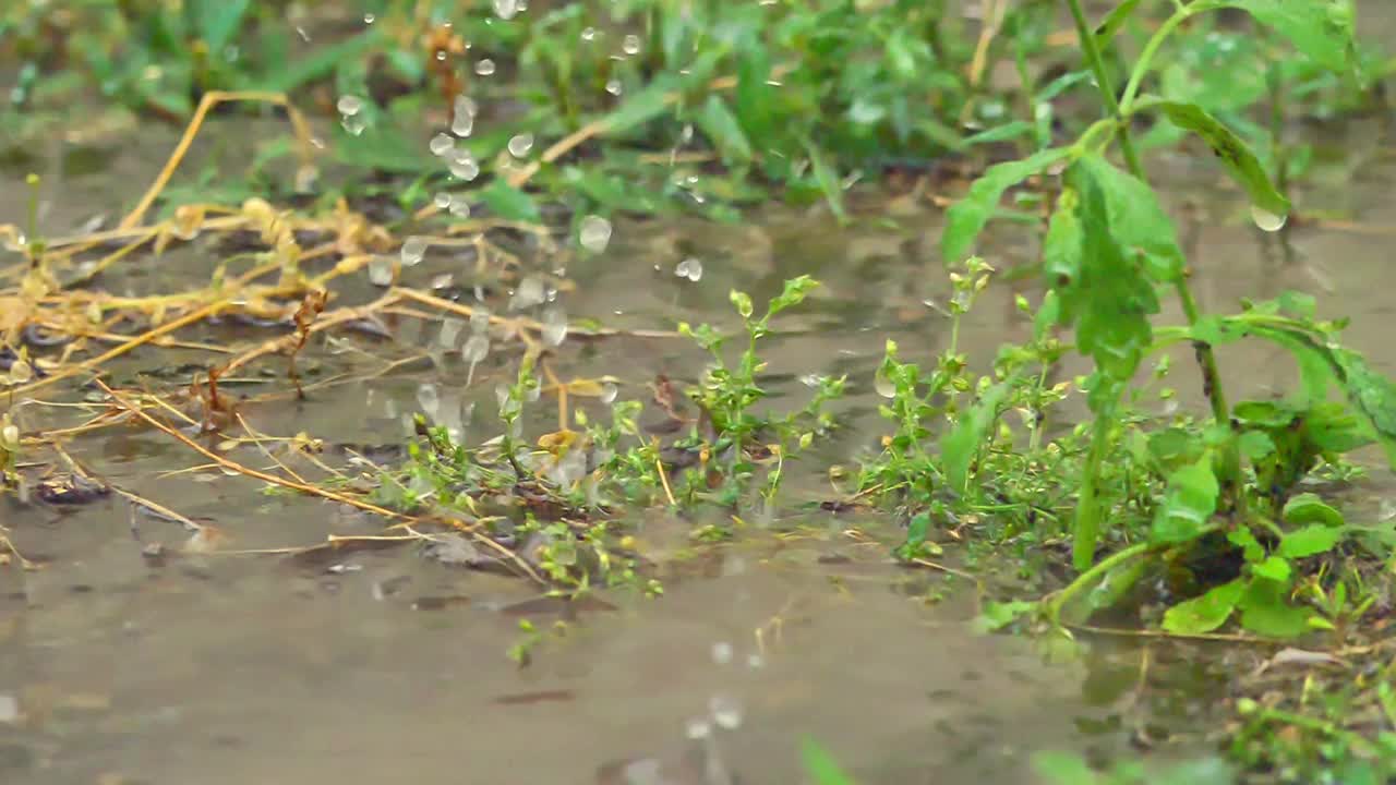 雨在草地宏观慢动作视频素材