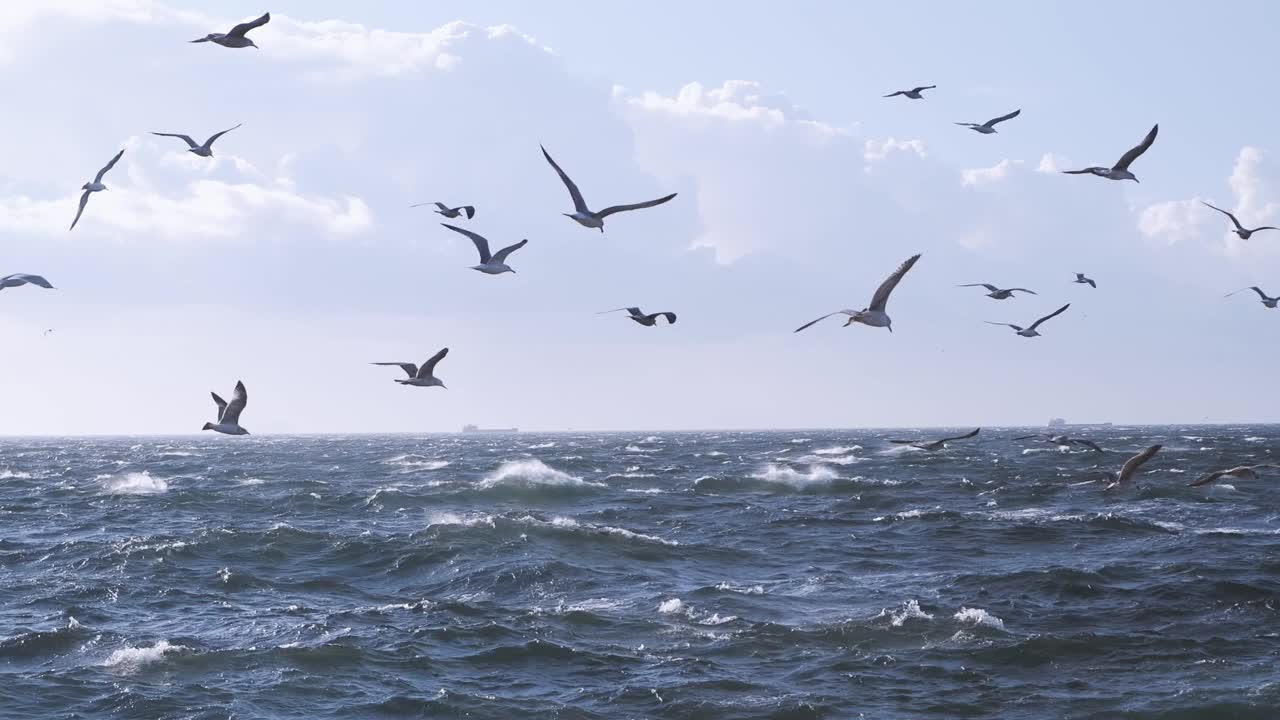 海鸥试图在海上的强风中飞行视频素材