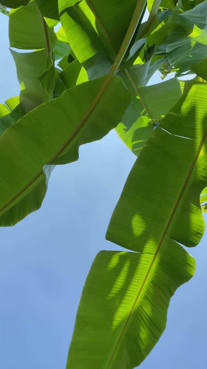 芭蕉叶和蓝天。视频素材