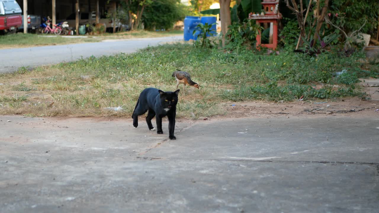 猫视频素材