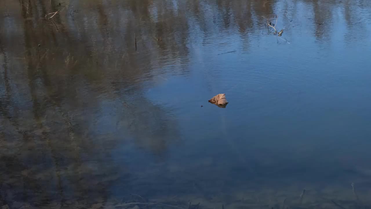 碧水里的秋叶。一片落叶飘浮在寒冷的秋水里。树木倒映在清澈平静的水面上视频素材