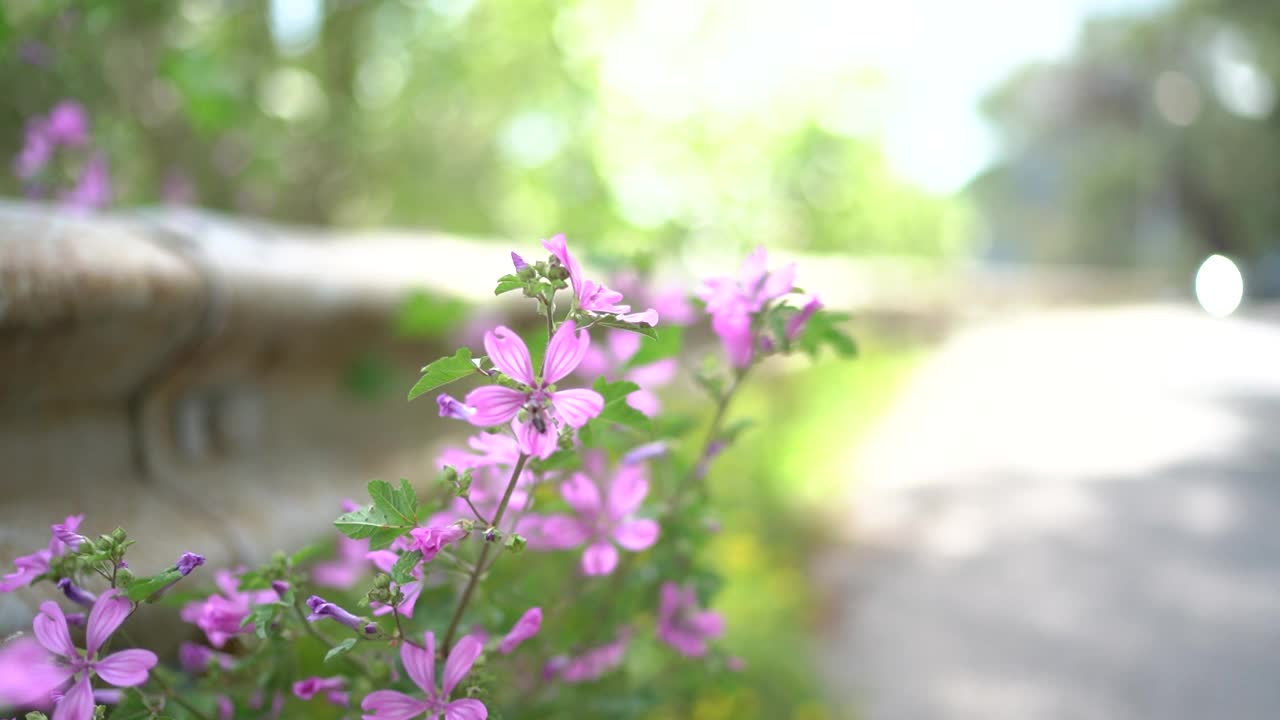 蜜蜂在公园路边的粉红色野花上采集花蜜视频素材