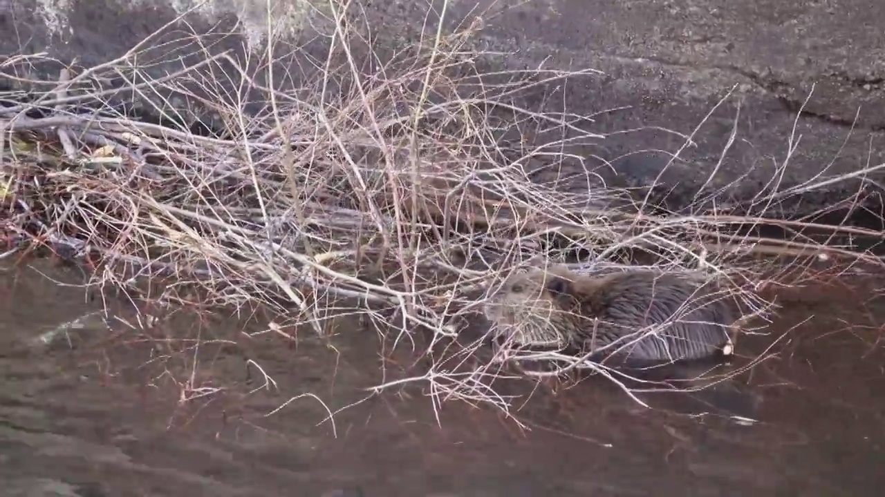 海狸拖着砍下的柳树在科罗拉多的南普拉特河沃特顿峡谷住宿视频素材