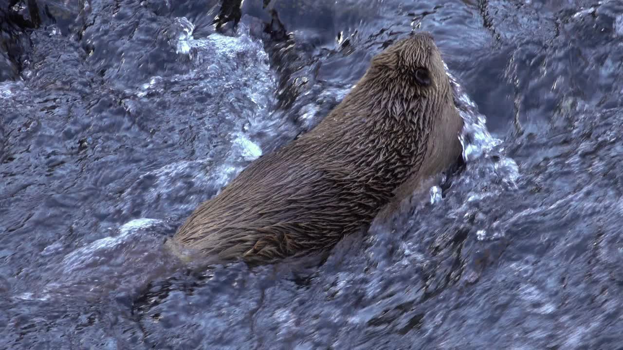 海狸游过科罗拉多州沃特顿峡谷南普拉特河急流视频素材