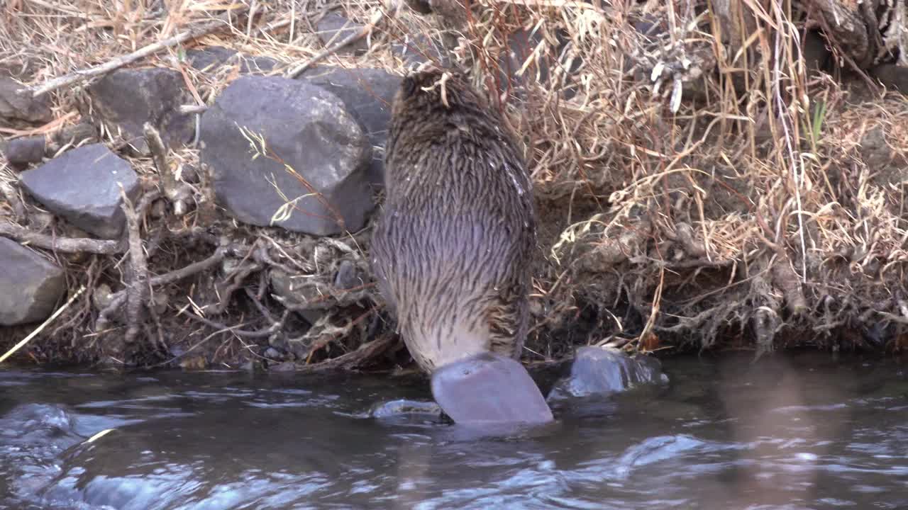 海狸拖着砍下的柳树进入科罗拉多州的南普拉特河沃特顿峡谷视频素材