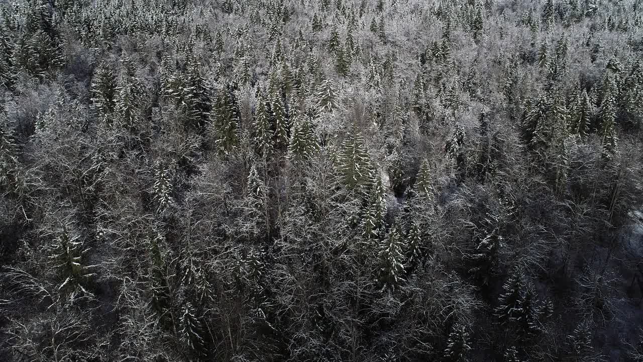 无人机的视角是一片巨大的松树林后的暴风雪视频素材